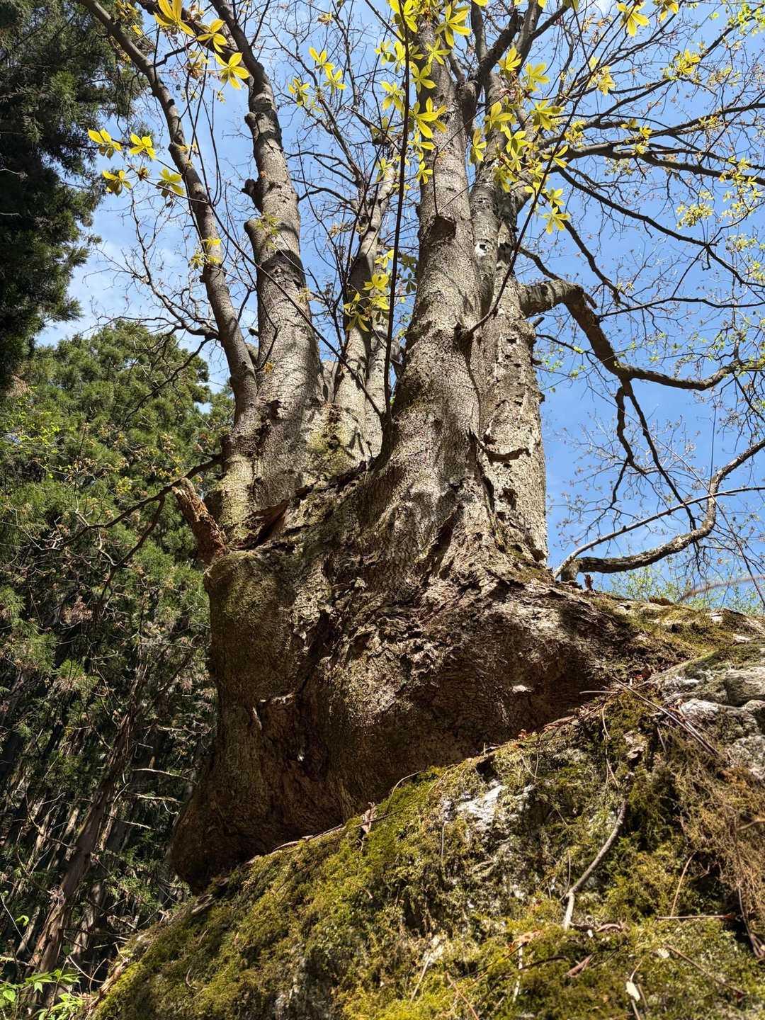 桧沢岳登山口-桧沢岳 周回コースの写真