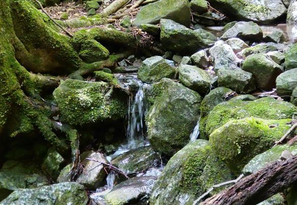多良岳（佐賀・983m）| 登山ルート・天気 | YAMAP / ヤマップ