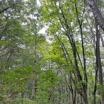 武奈ヶ岳の名のとおり、山頂から樹林帯に移ると見事なブナ林が続きます🌲🌲　秋の紅葉🍁も綺麗でしょうね👏