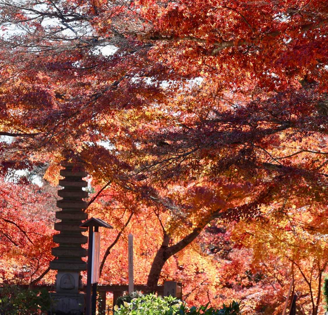 燃えてます🍁