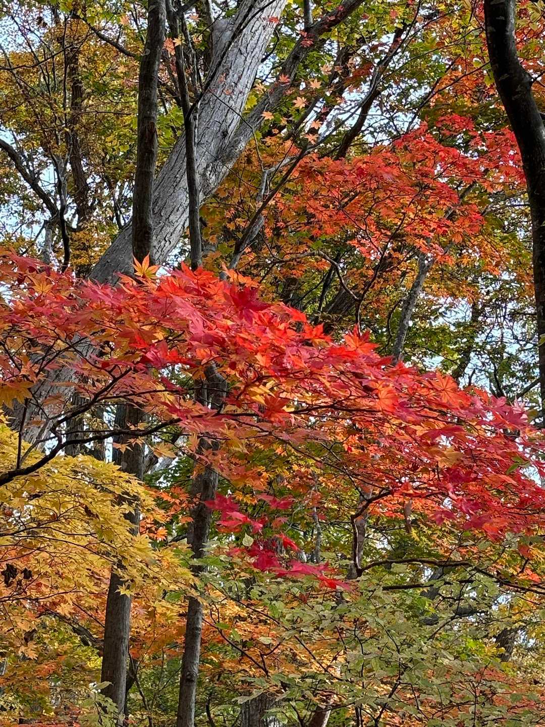 早速一面の紅葉に包まれます🍁