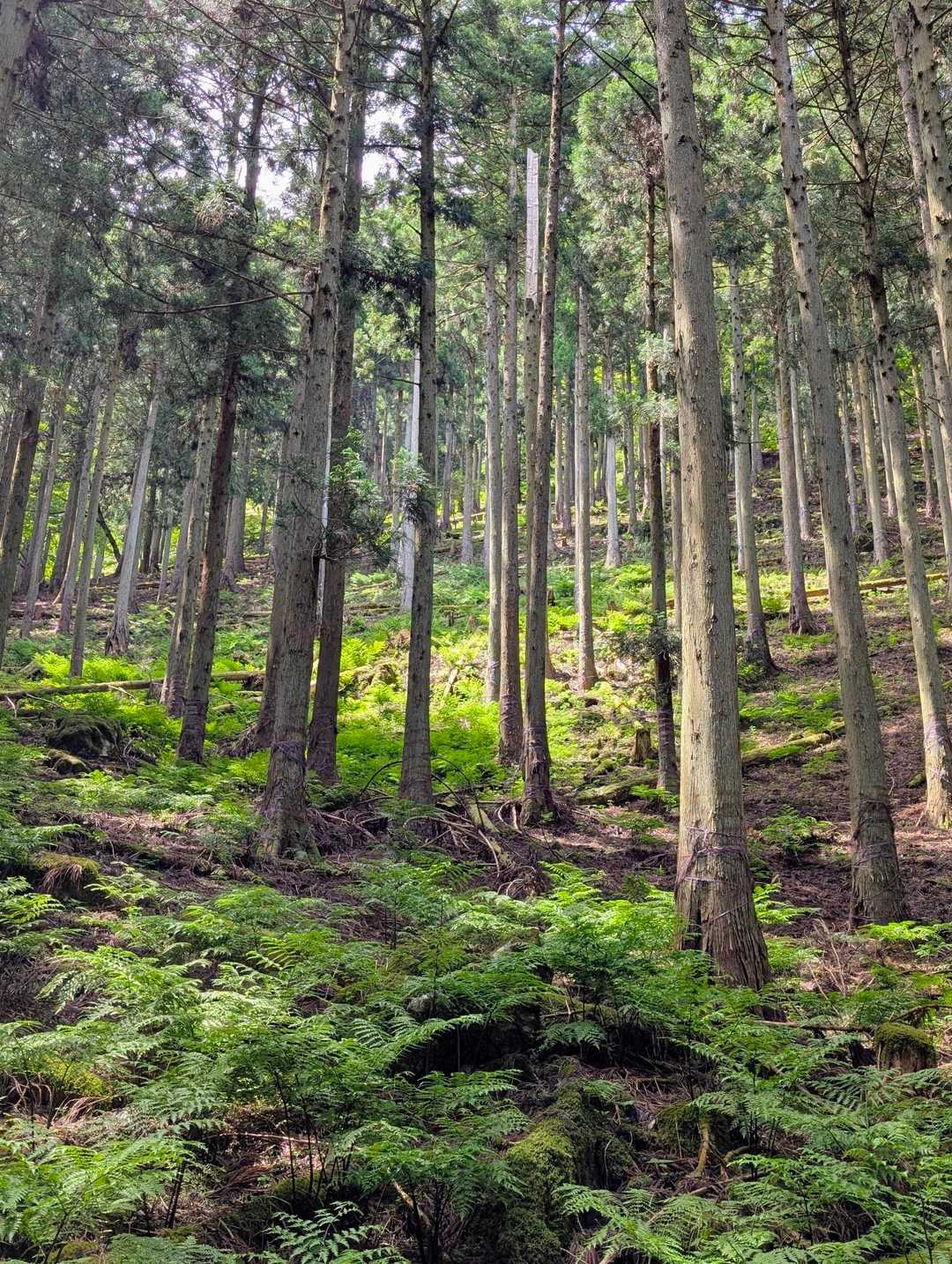 美しい💚