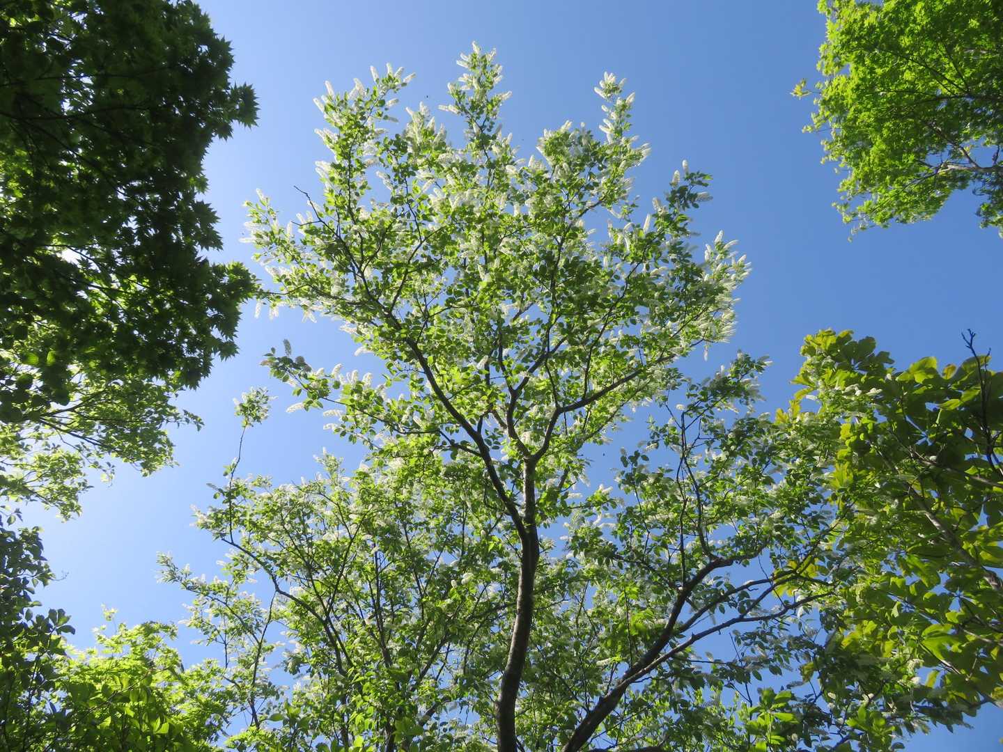 ウワミズザクラを見上げると✨🌿