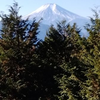 植林の木立の間から冠雪純白の霊峰が