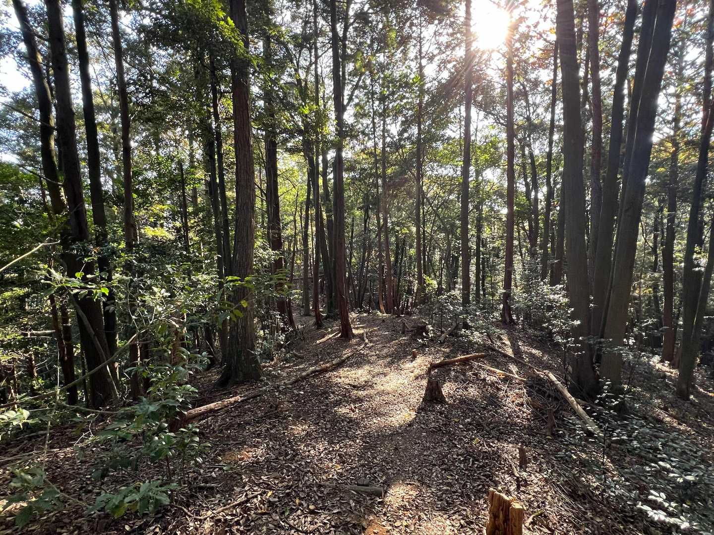 日龍峯寺-高沢山-大仏山-本城山 周回コースの写真