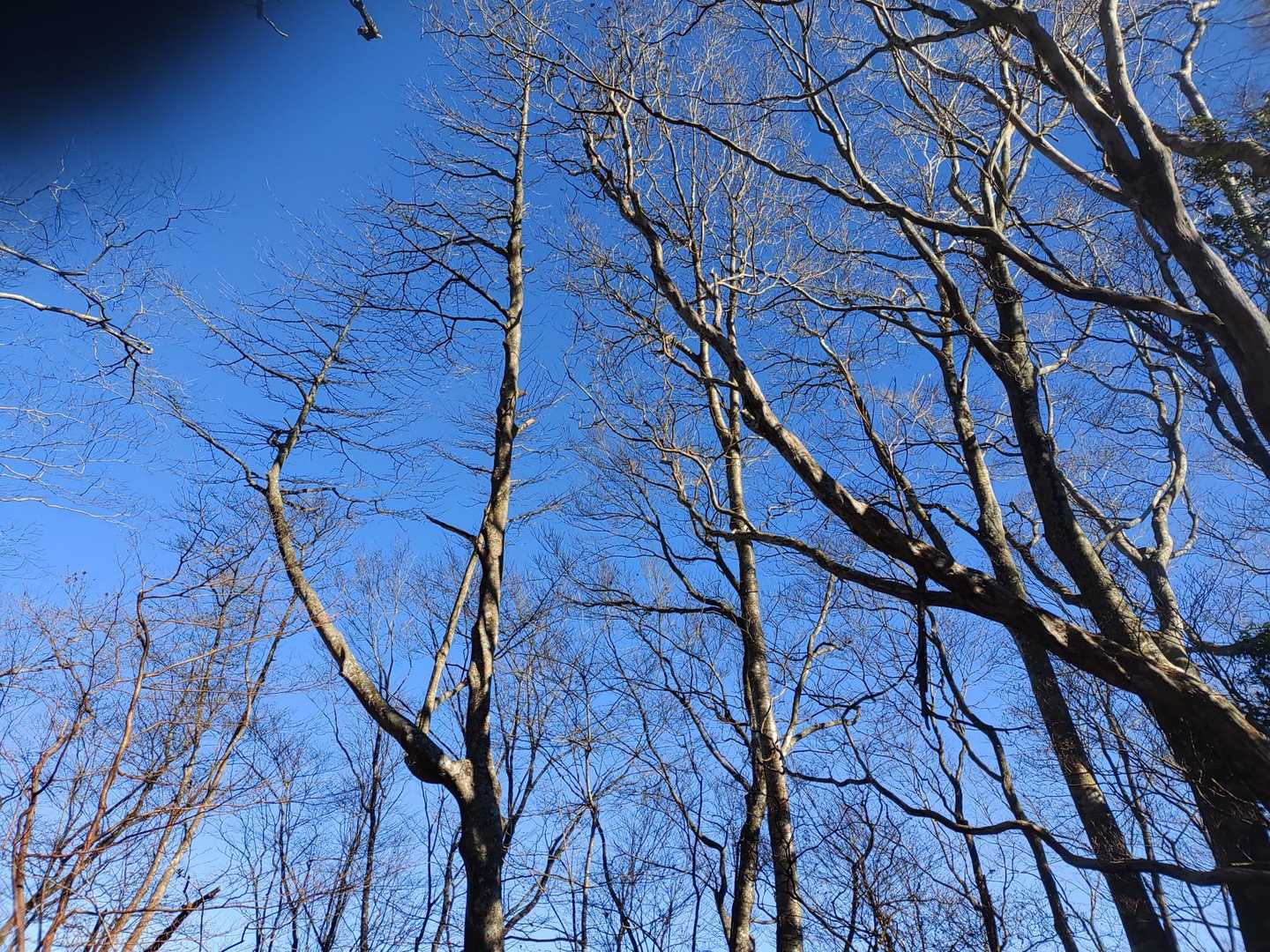 樽峠登山口-樽峠-高ドッキョウ-平治ノ段-貫ヶ岳 周回コースの写真