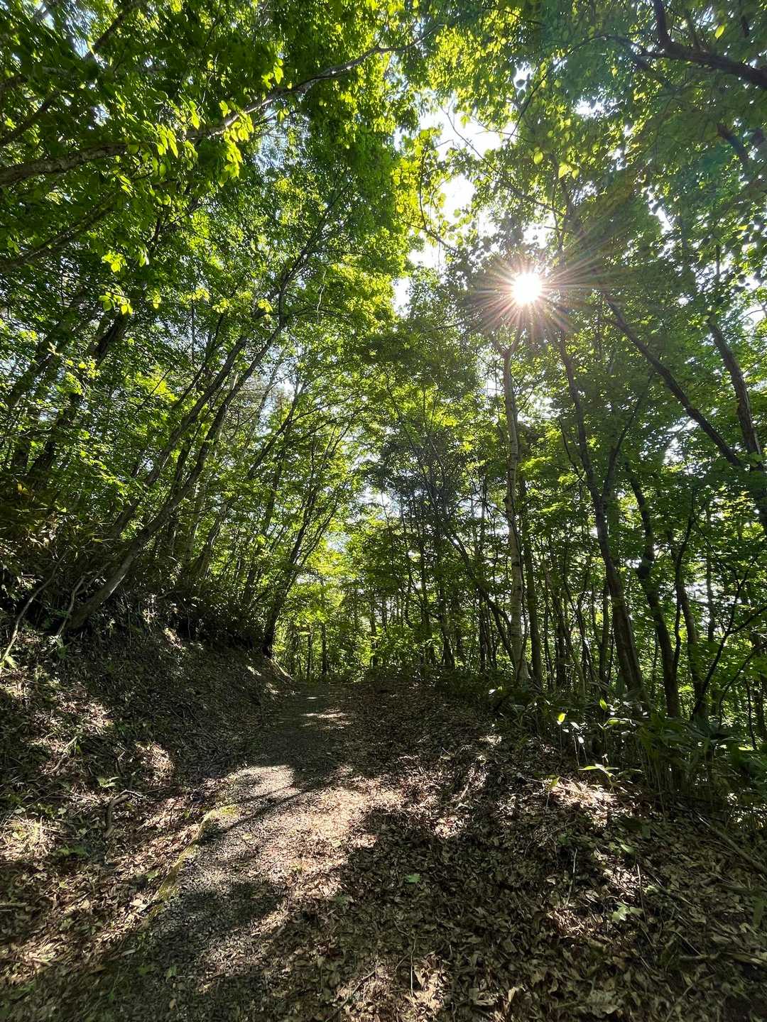急めの林道といった感じの登山道
日差しは真夏のそれ☀️
気持ちのいい木漏れ日の中を行く🚶🏽‍♂️