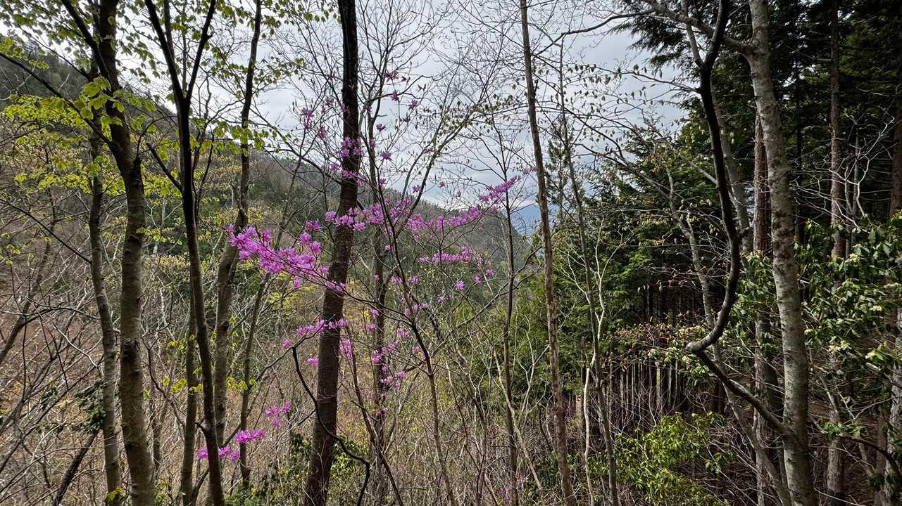 川苔山・梶尾根縦走 の写真 20