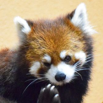 ClaretCrow（クロ）