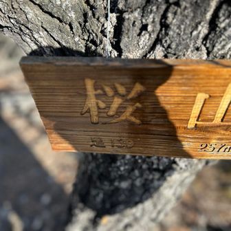 出ました真打、桜山。