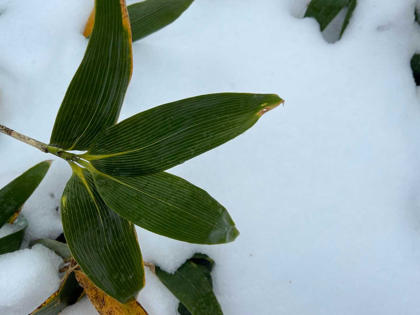 ホント寒すぎる…カラダの芯から冷えました🥶