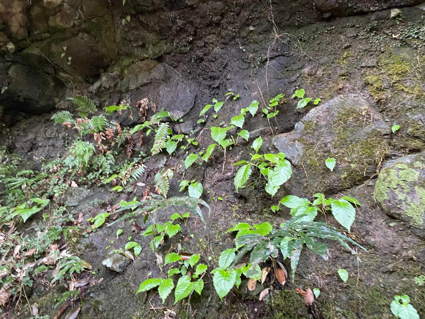 イワタバコ
実はまだ磯間嶽でお花に会えていない

お花の時期は暑い🥵
南薩の山は、なかなか厳しい
暑さとか🐝🪰🐍とか🥲
