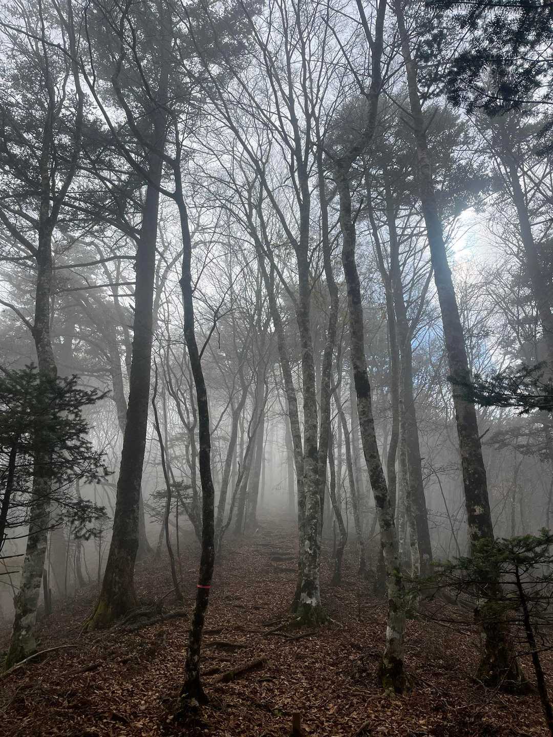 黒岳 周回コースの写真