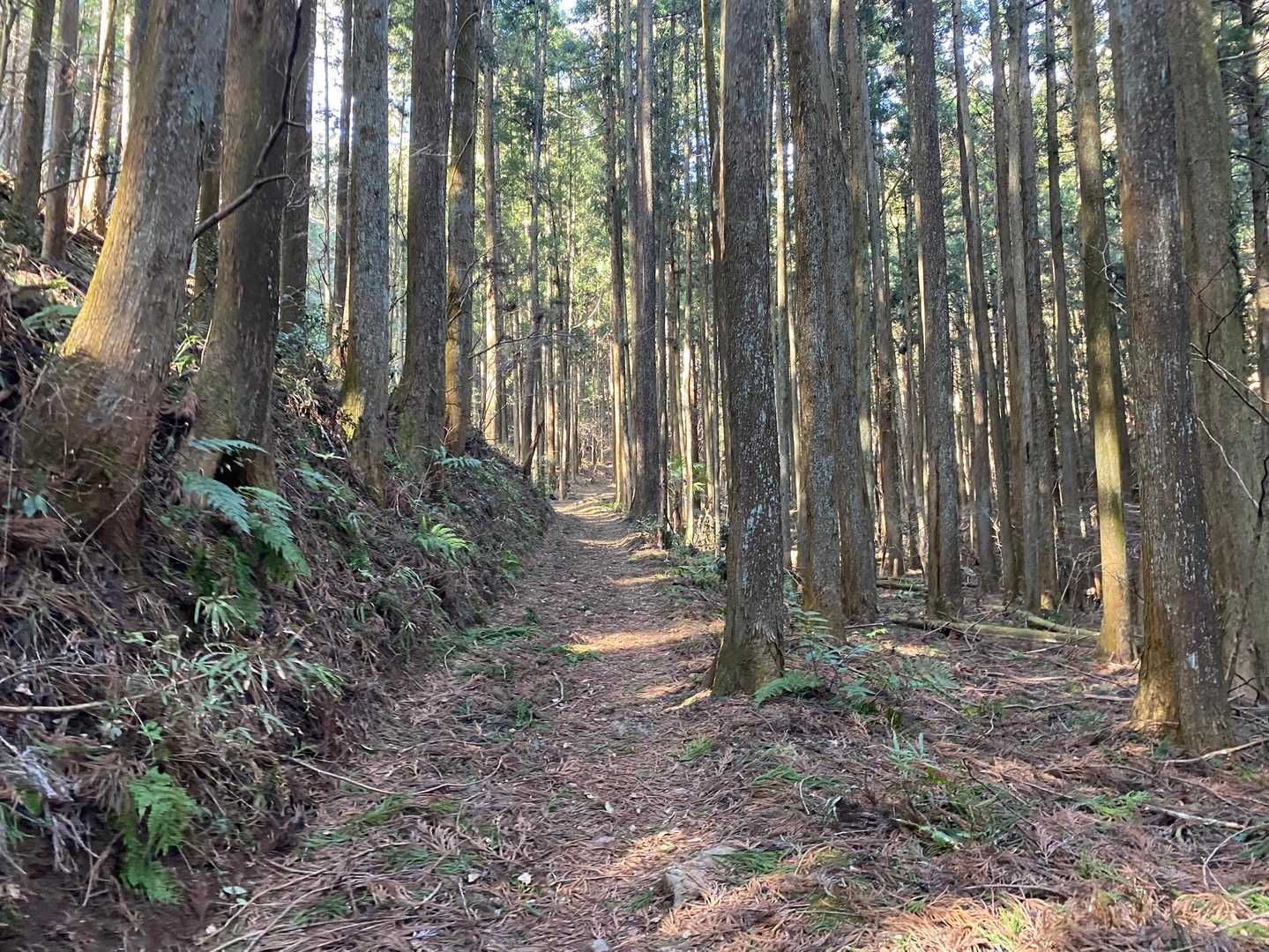 民家からの登山口がわからず峠道を越えることに