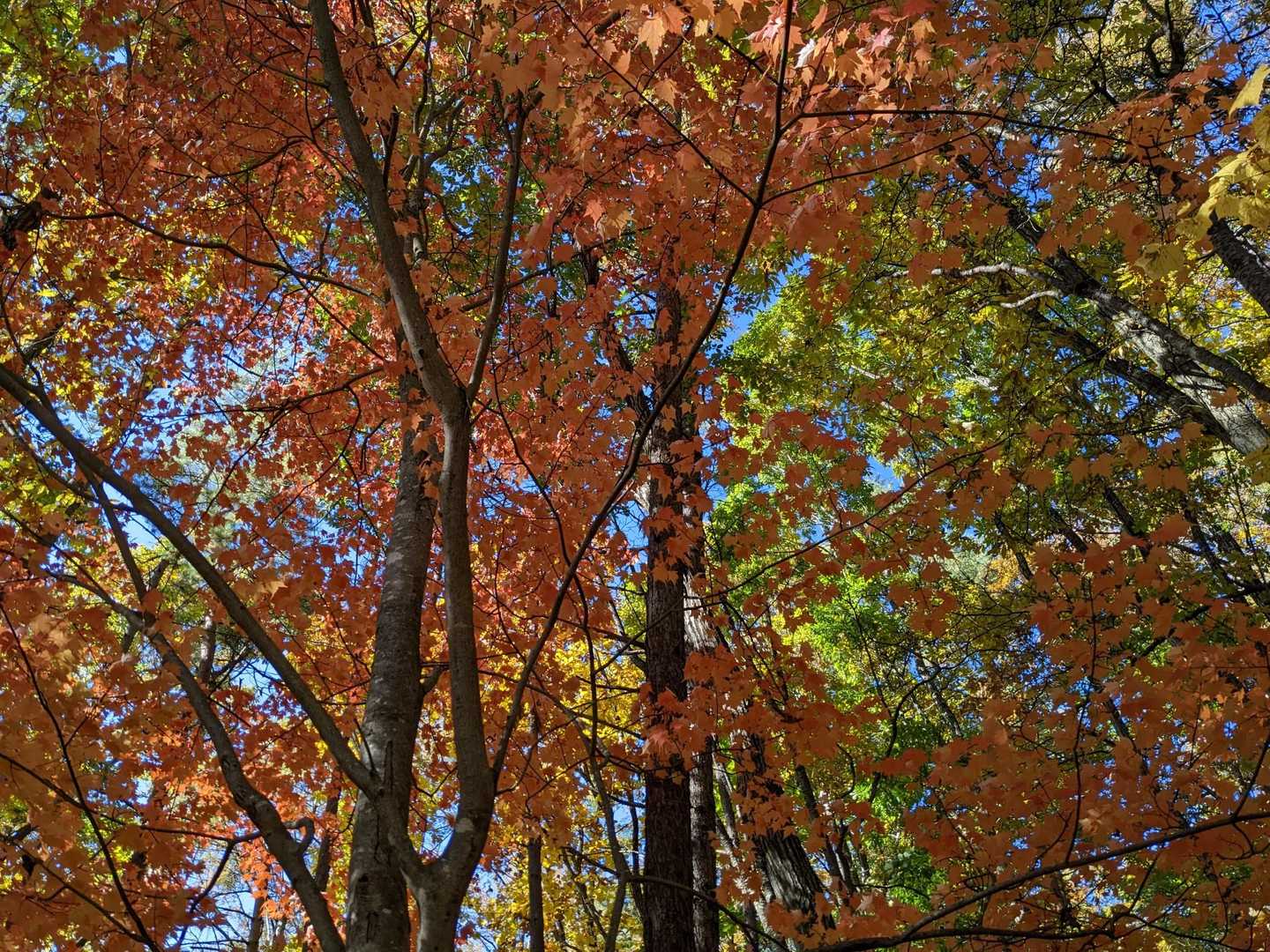 🌿🍂🍁