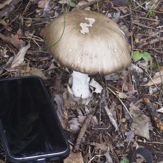 ここにもデカキノコ🍄‍🟫