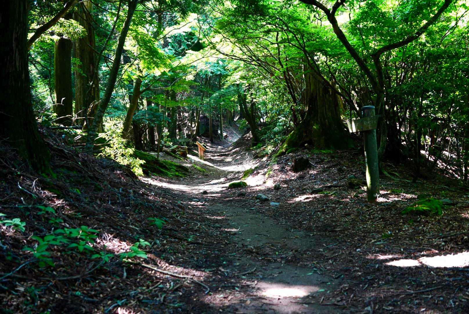 歩き易い気持ちの良い道もあります😊