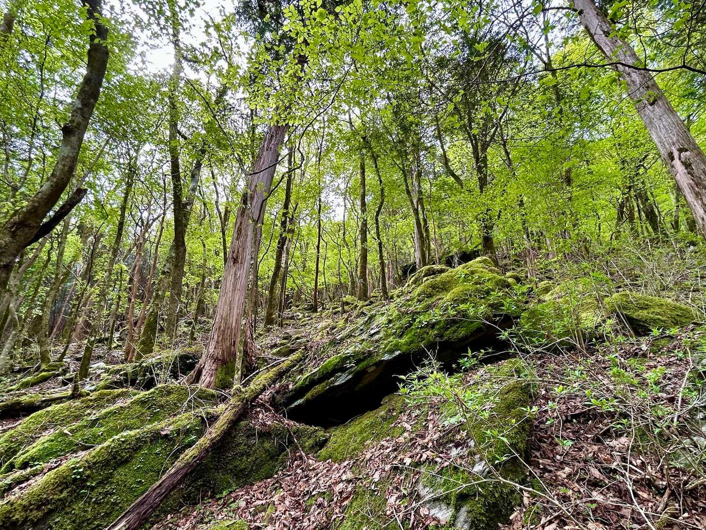金曜の雨のせいか
山全体が元気に感じる