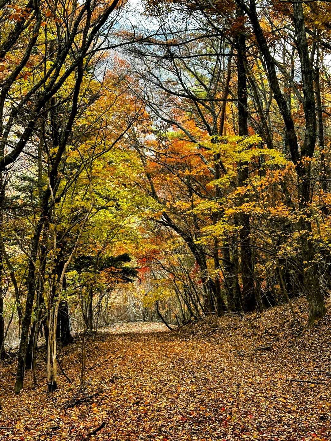 紅葉
