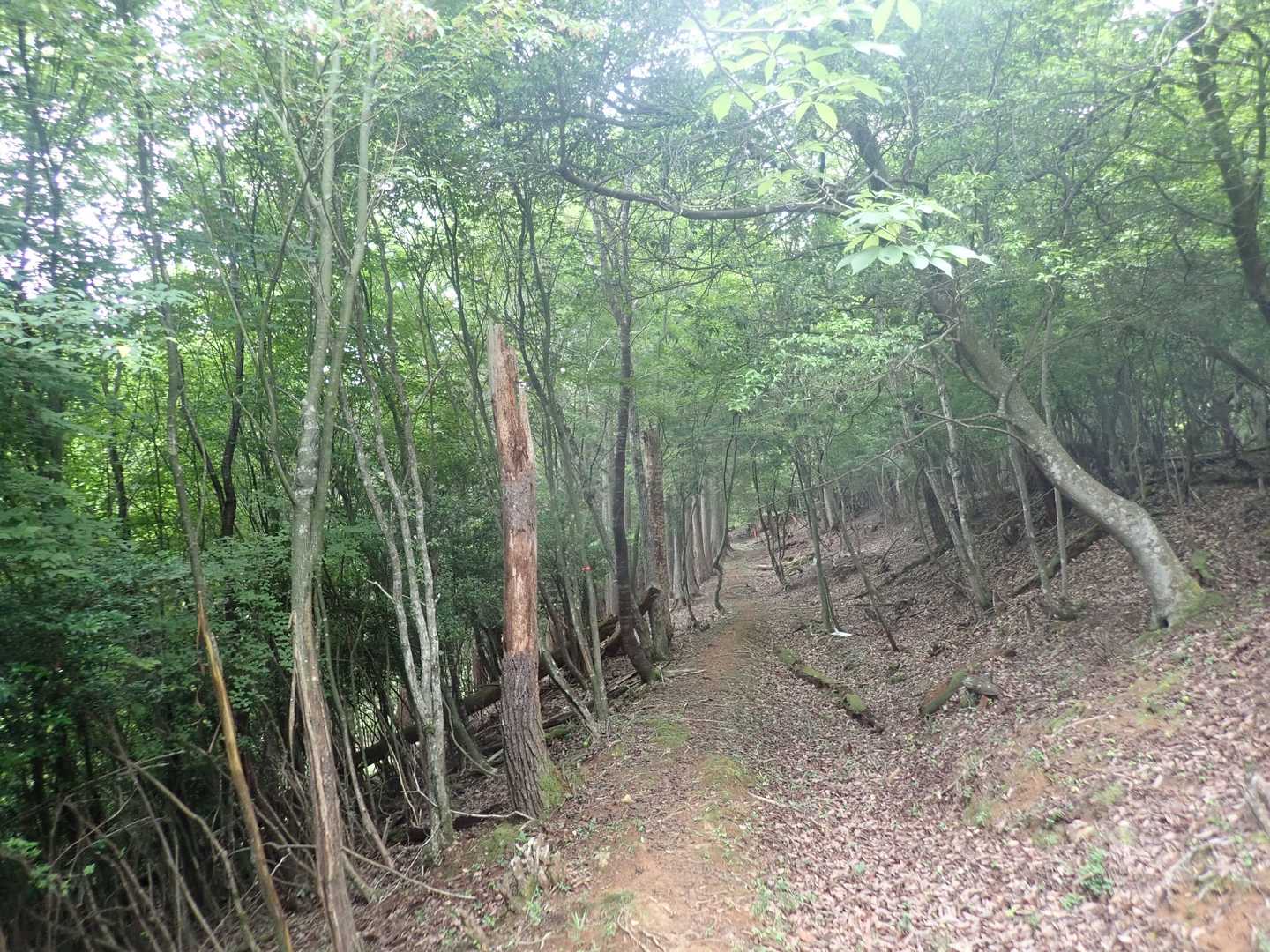 後山へ