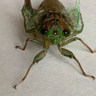クッチー