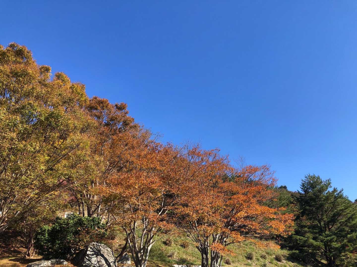 青空と紅葉🍁ほんまにいい天気です❣️