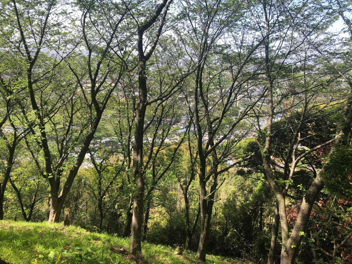 立花山 周回コースの写真