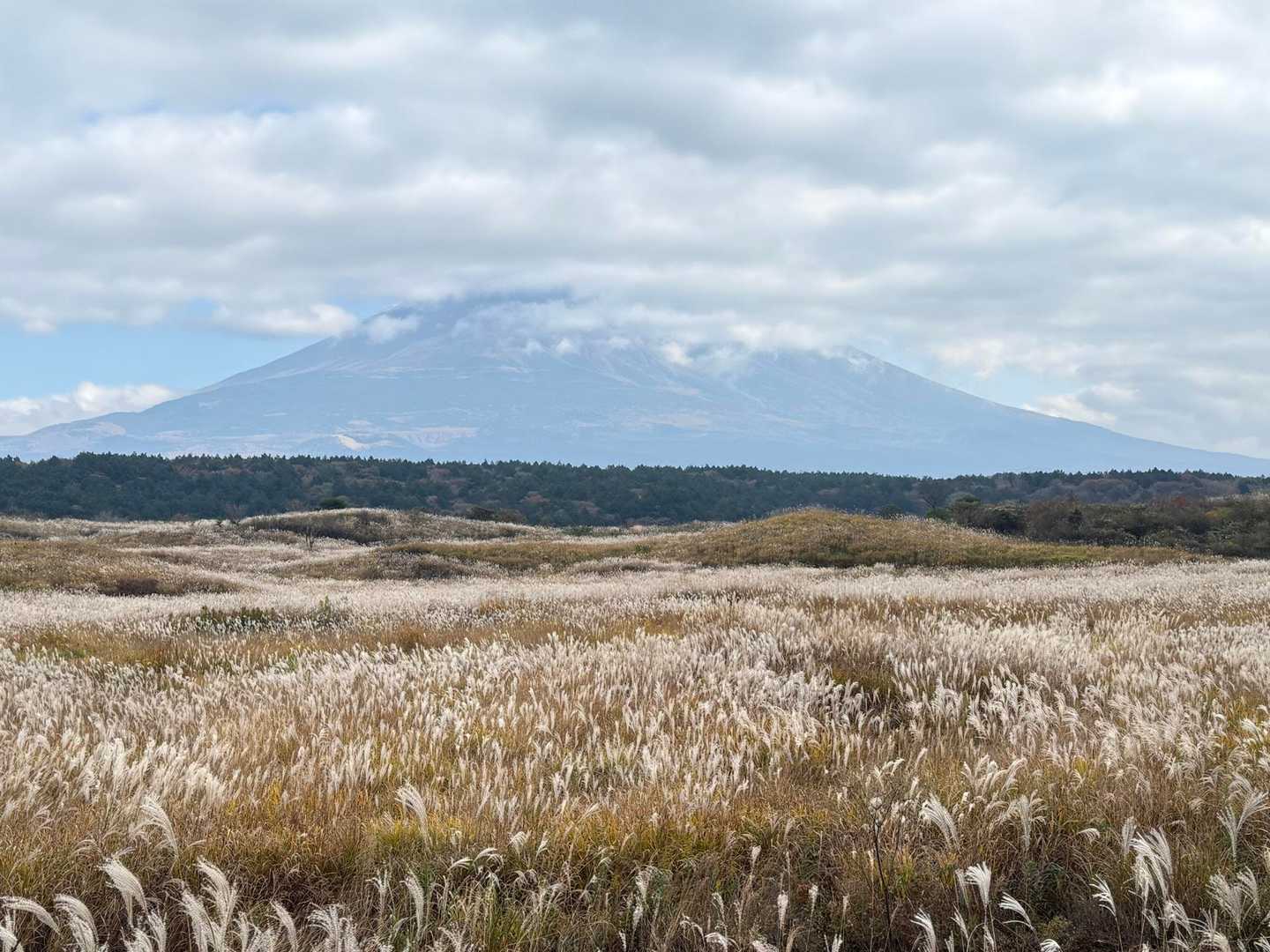 山頂まで見えて欲しかったが、ススキと富士山の取り合わせは最高