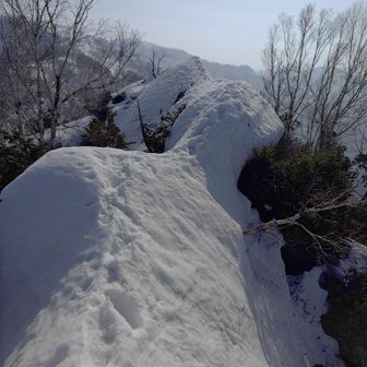 冬瓜平トラバースの雪崩が怖くてルートをどうするか決め兼ねていた
①冬瓜平トラバースピストン
②行きトラバース・雪の緩む帰りはシリタカ山〜冬瓜山通過
③行きに冬瓜山〜シリタカ山、帰りも同じかこの日トラバースを通った人に状況を聞いてどちらにするか判断

②はもしナイフリッジの状態が悪く通過困難な場合詰むので却下、ほぼ雪山経験のない同行者連れなので迷ったが、ダメなら引き返すことを了解してもらい行きに冬瓜山へ。見た目はエグいが、トレースもあるしこの時点では雪もそこまでゆるゆるじゃなかったので問題なく通過。この後のシリタカ山までの広い稜線歩きが眺め良く最高だった