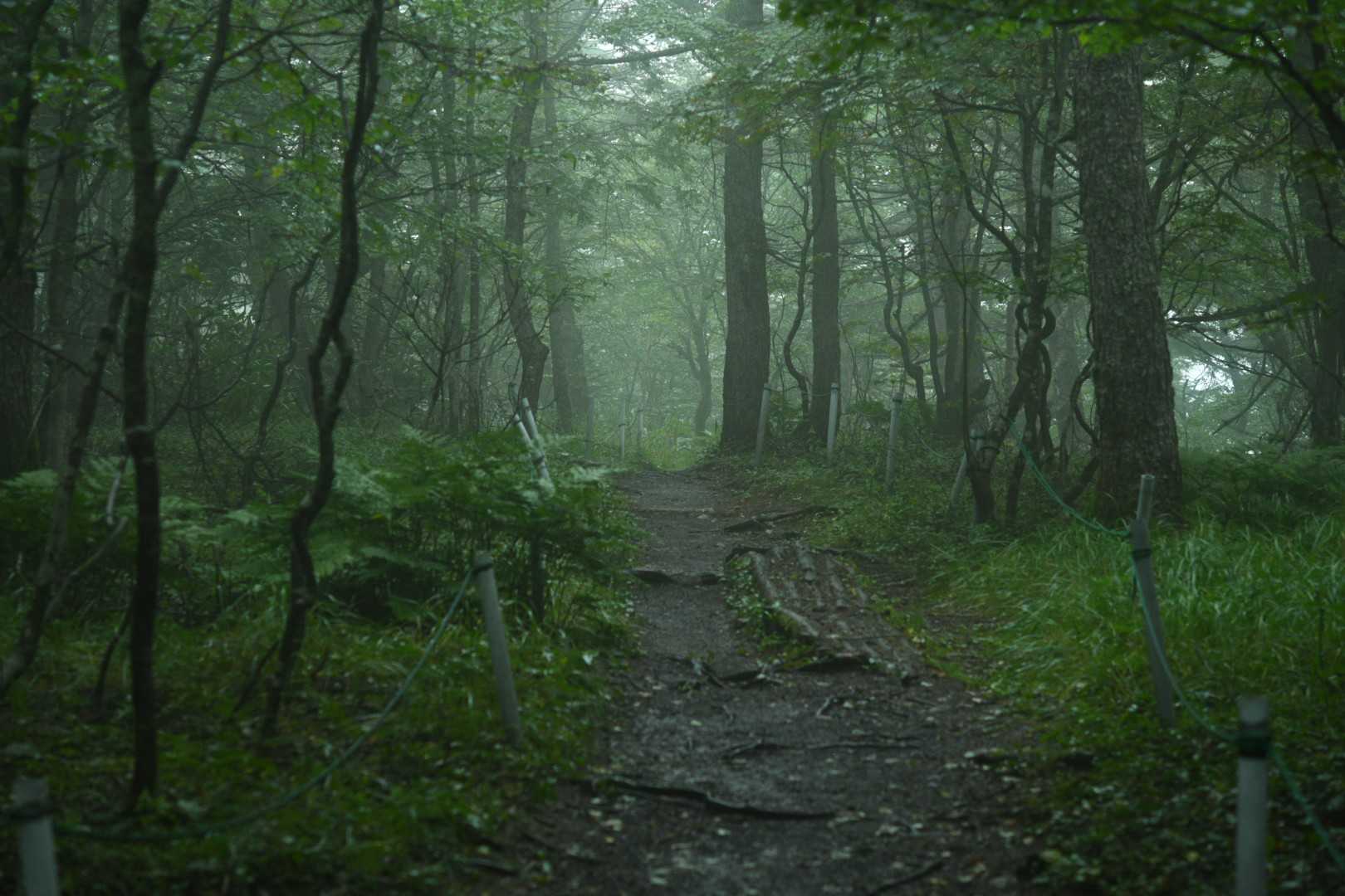 ガスってます！さっきまで雨でした🌧️