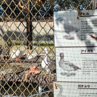 🪿前は孔雀がいたのにいなかったよ🦚