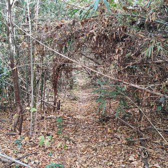 八国見山の登山道は少し荒れていた
