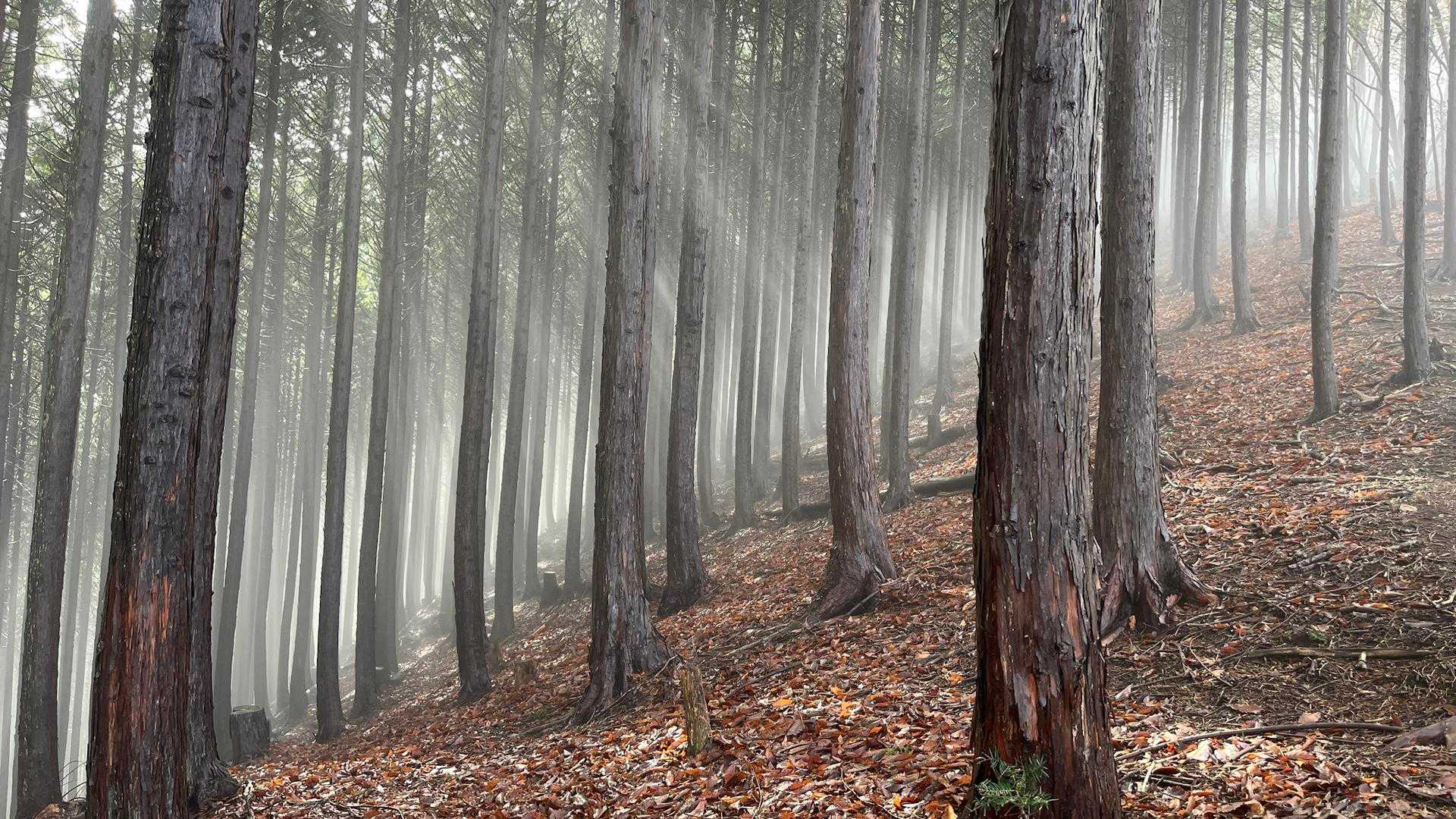 指沢山-惣岳山-御前山-クロノ尾山-鞘口山-愛宕山-奥多摩 縦走コースの写真