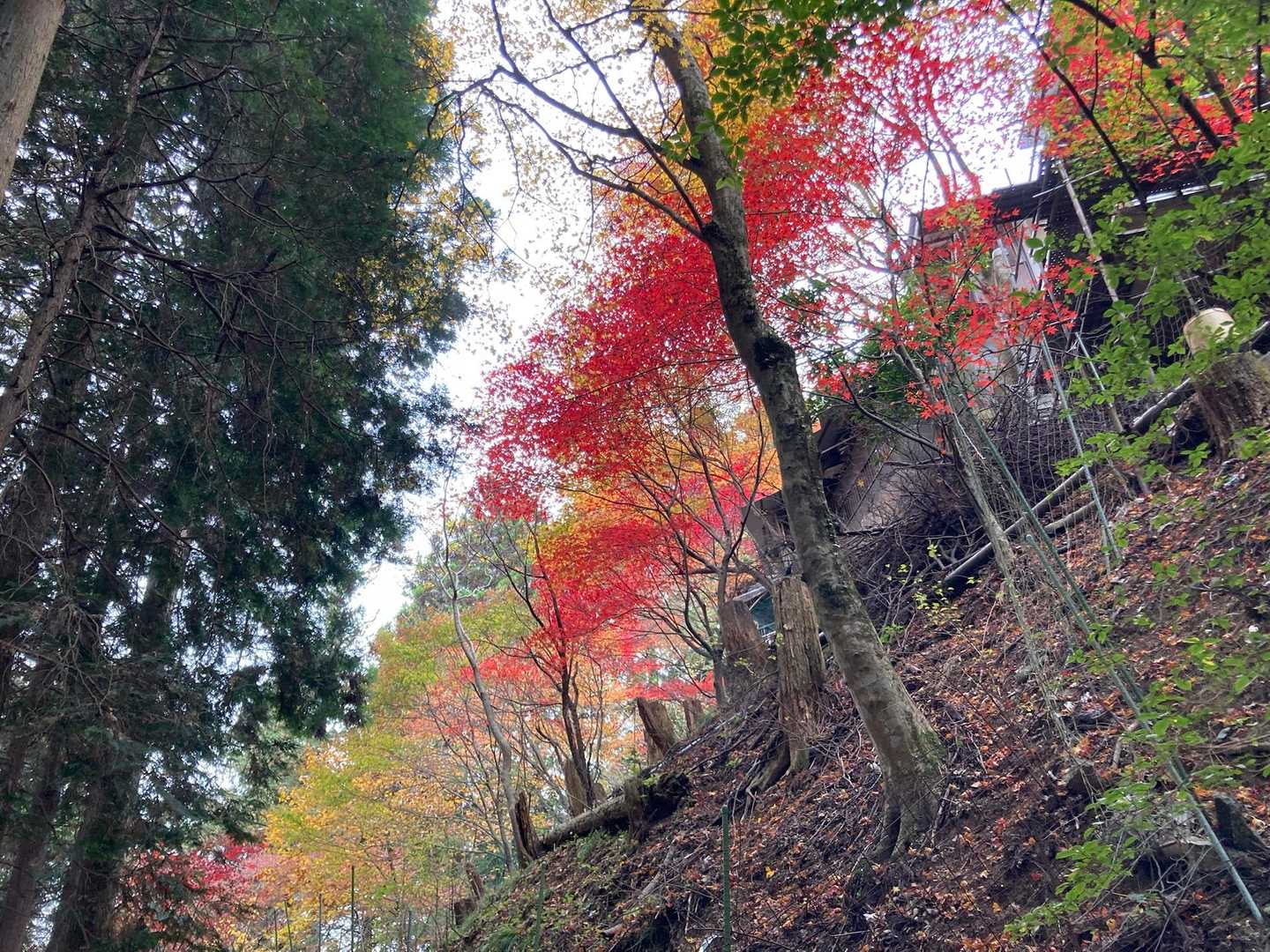 ぜんぜん飽きません🍁🍁