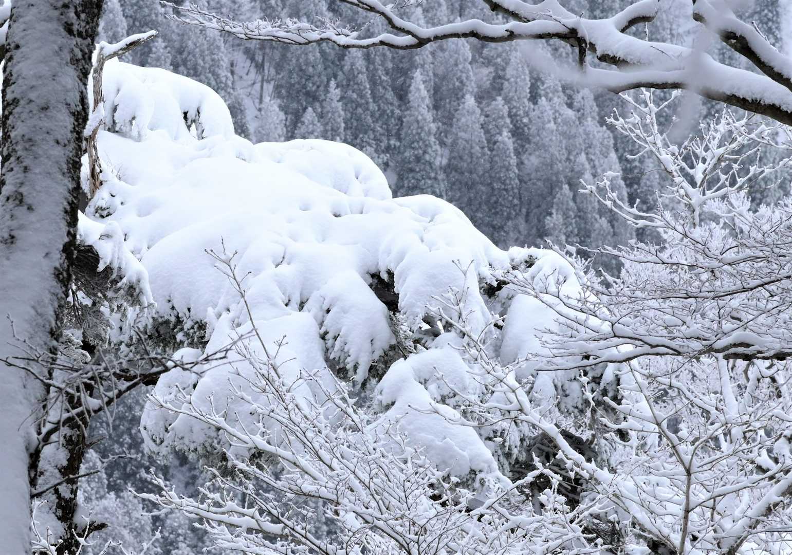 木の枝にこのボリューム！