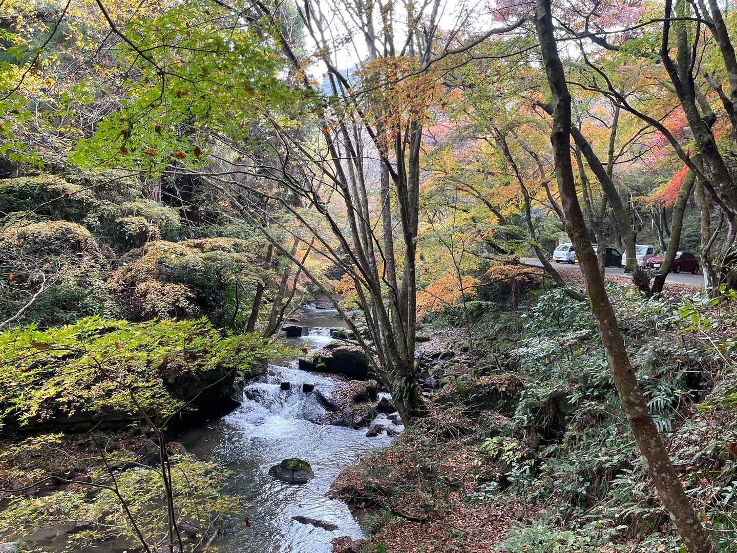 紅葉🍁