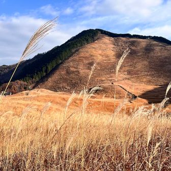 太陽の光で、ススキが輝き始めた^ ^
