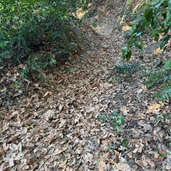 乾燥した落ち葉🍂🍂🍂滑ります！