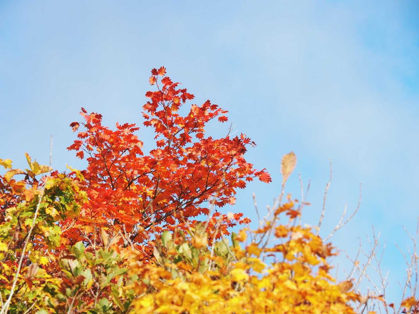 今年は紅葉が遅くて、尾瀬では見られないかと思っていたからうれしい。