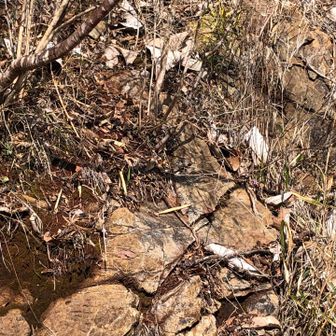 ギフチョウがヒラヒラ飛んできましたが撮影できず。