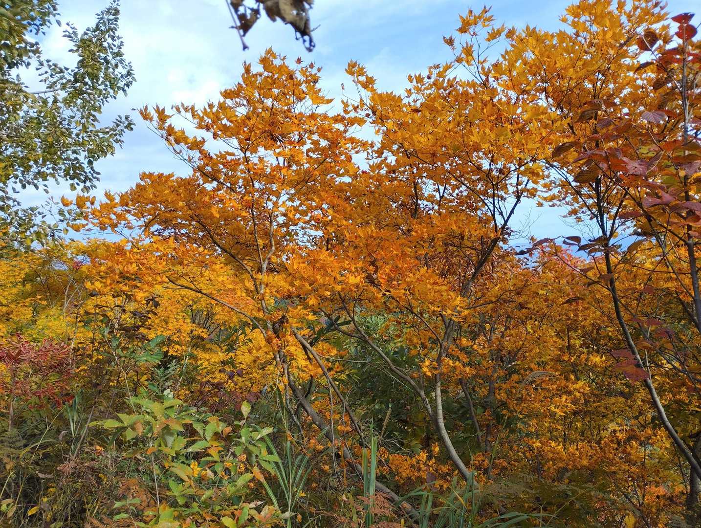下山道の紅葉