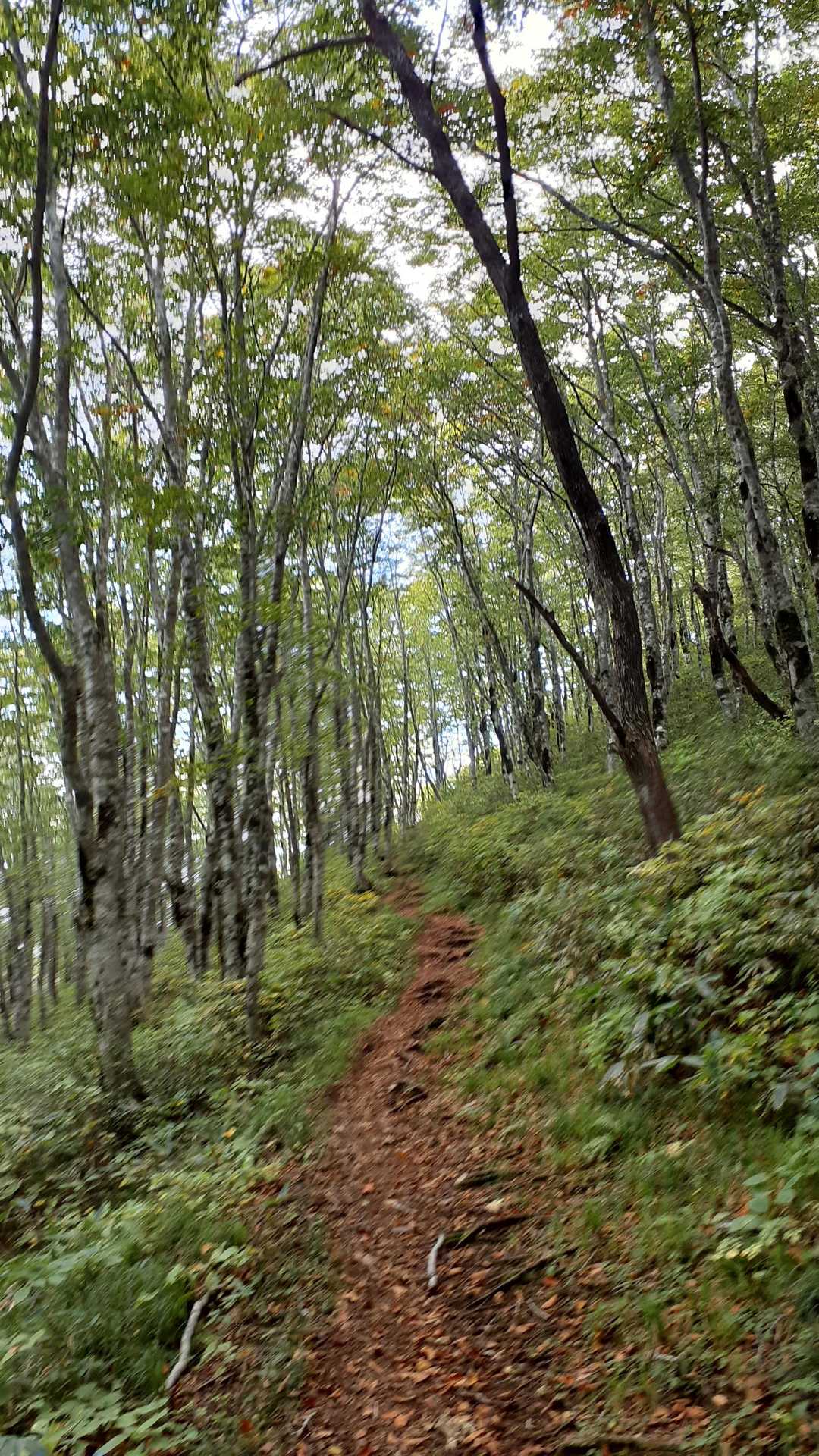 いい登山道