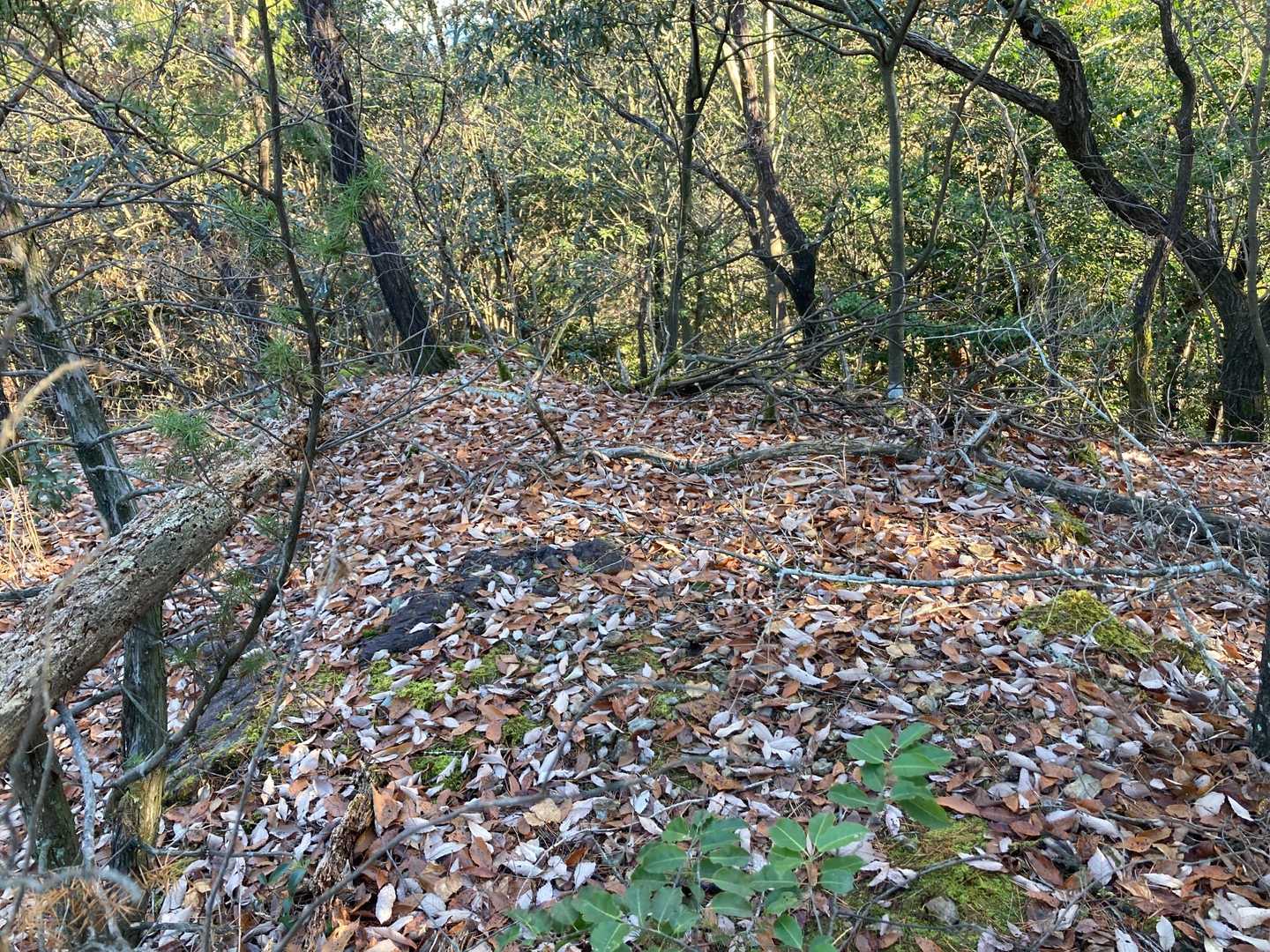 ここが山頂のようです。
まっ〜たく眺望がありません💦
すぐに下山します😀