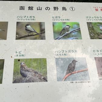 鳥はあまり見かけません
