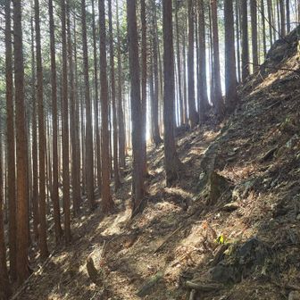 鍋割山分岐から奥ノ院までの巻き道、なかなか道も細くちと分かりづらいところもありました
