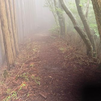 霧が濃くなった気がする。