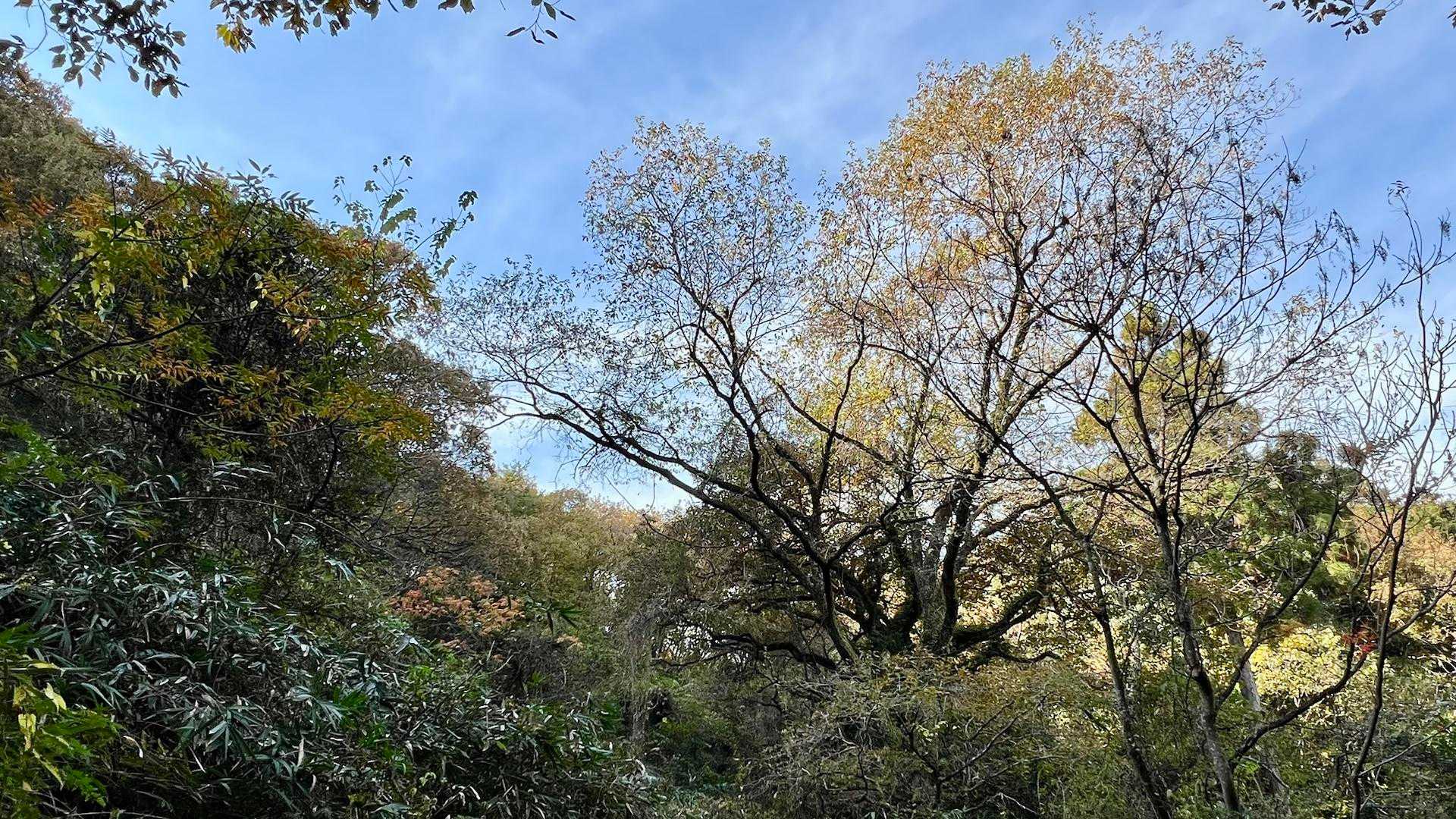 皿ヶ峰-鷲尾山-烏帽子山-白土峠-柏尾山 往復コースの写真