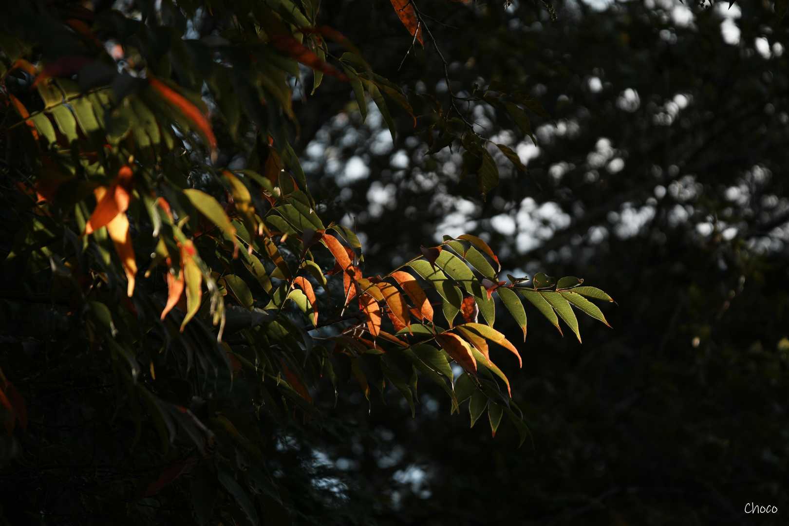 皿山公園バス停-岳城山 往復コースの写真