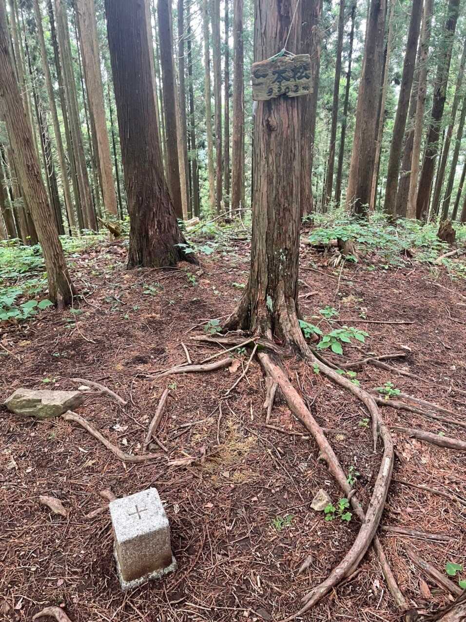 一本松山の写真