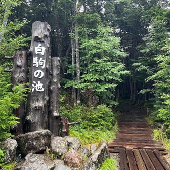 立派な木道は最初だけ〜